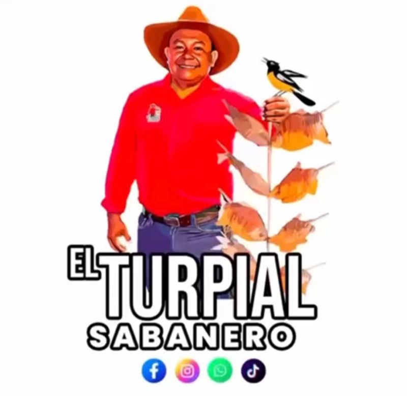 Turpial sabanero